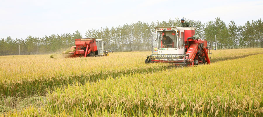 现代化的农机在收割粮食